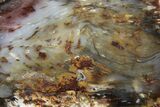 Colorful Hubbard Basin Petrified Wood Slab - Nevada #378183-1